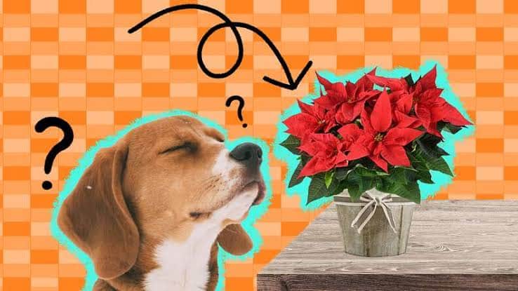 Are Poinsettias Toxic To Dogs?