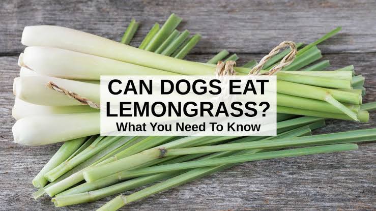 Is Lemongrass Safe For Dogs?