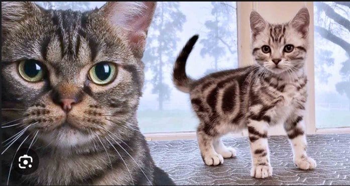 American shorthair Cat breeds