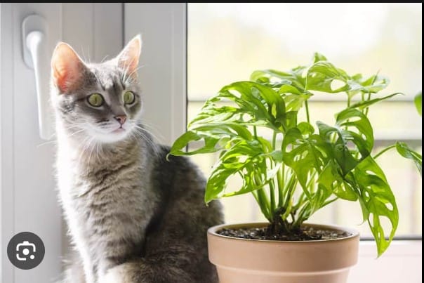 Are Monstera Toxic to Cats? 