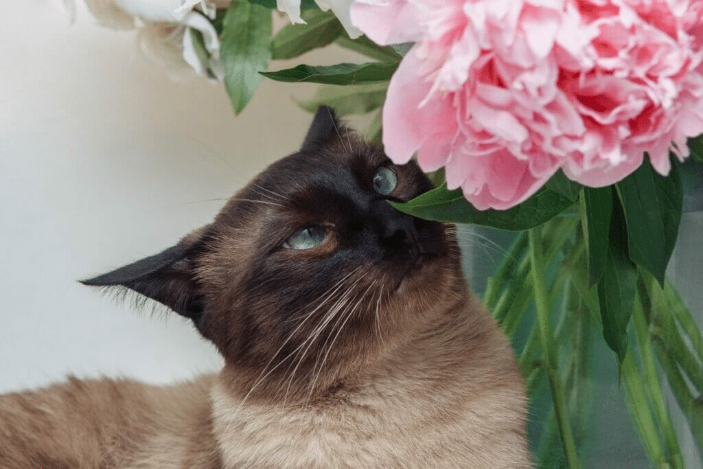 Are Peonies Poisonous to Cats?