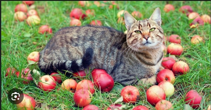 Can Cats Eat Apples?