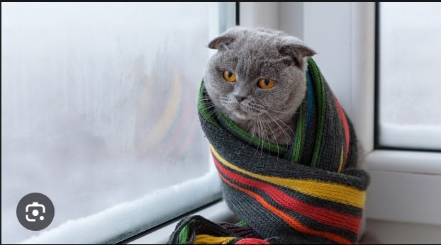 Can Cats get Cold?