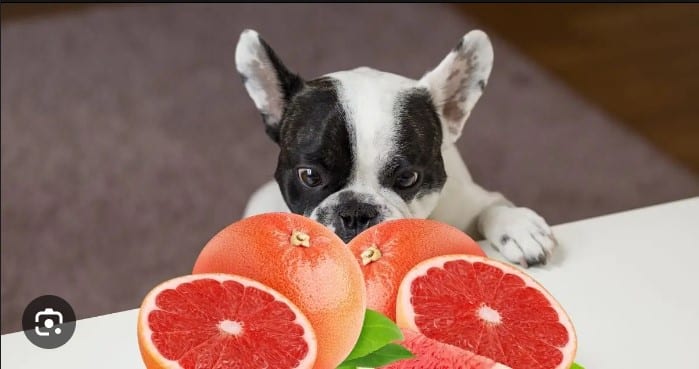 Can Dogs Eat Grapefruit?