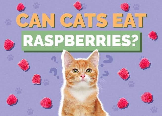 Can Cats Eat Raspberries?