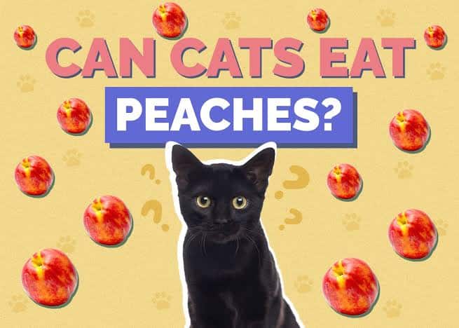 Can Cats Eat Peaches?