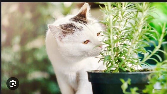 Is Rosemary Safe For Cats?: Find out if Rosemary is Poisonous to Cats