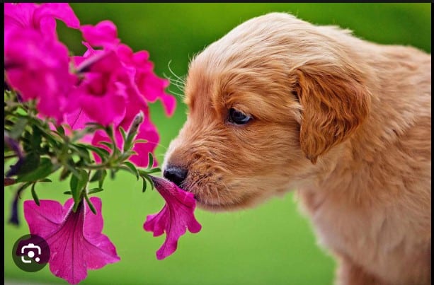 List of Dog Safe Flowers