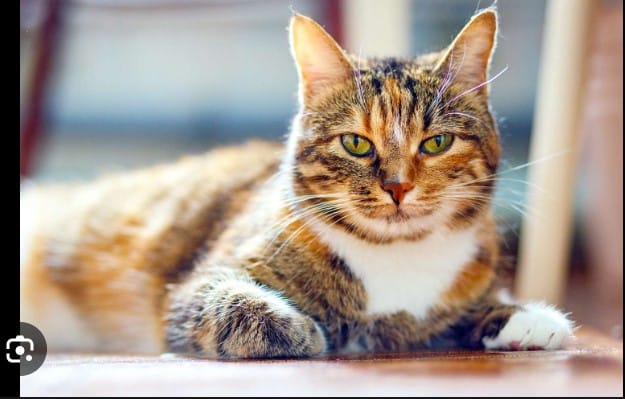 American Shorthair Cat breeds