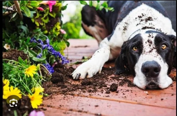List of Dog Toxic Flowers