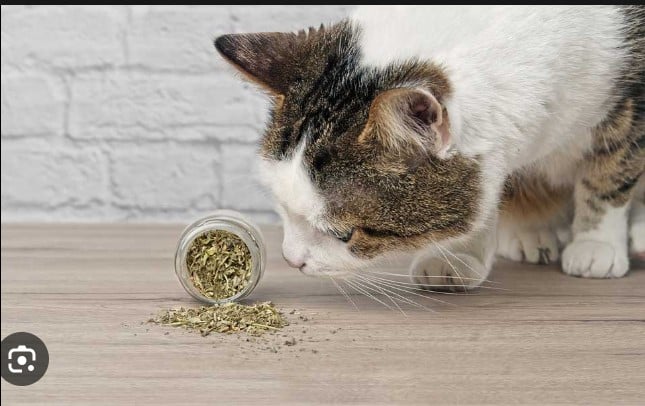 What does Catnip do to Cats?