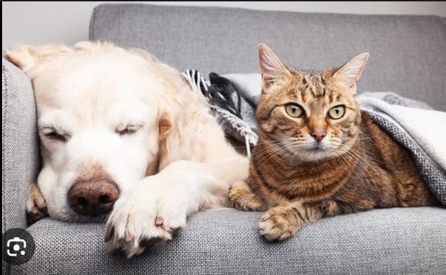 Why are Cats Better than Dogs?