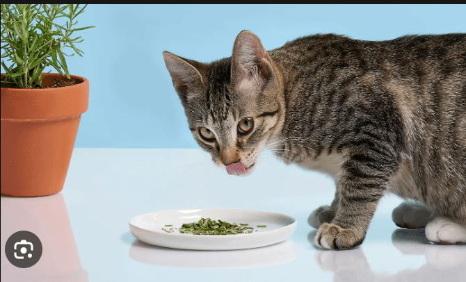 Is Rosemary Safe For Cats?: Find out if Rosemary is Poisonous to Cats