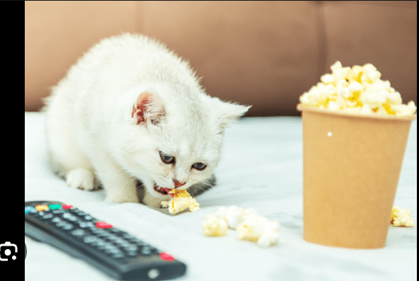 Can Cats Eat Popcorn? 