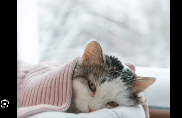 Can Cats get Cold? 
