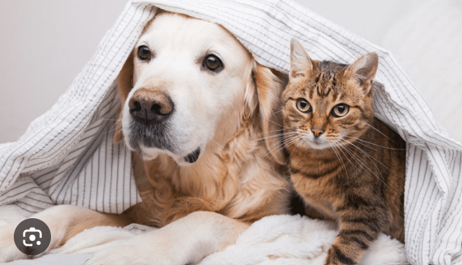 Are Cats Smarter than Dogs?
