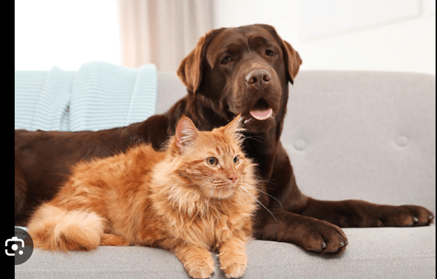 Can a Dog Get a Cat Pregnant?