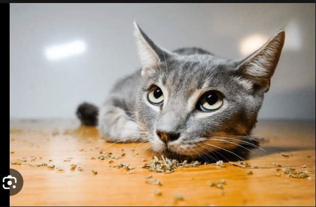 What does Catnip do to Cats?