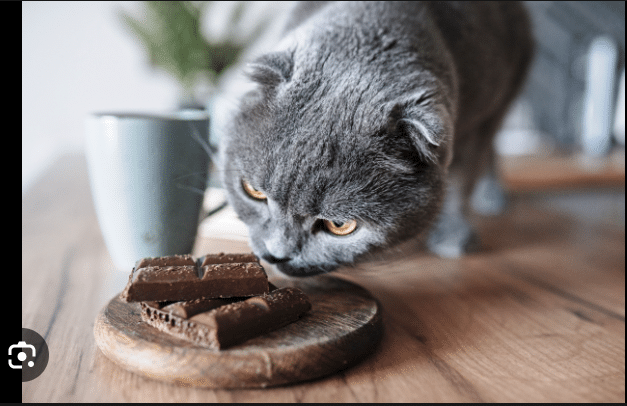 Can Cats Eat Chocolate?
