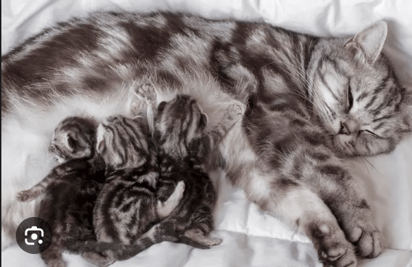 How Long are Cats Pregnant?