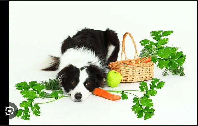 Can Dogs Eat Cilantro?: All you need to know about Dogs and Cilantro