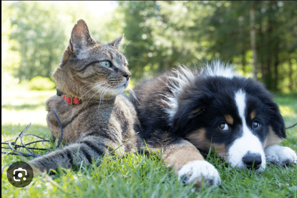 What Pet to Choose between Cat and Dog: See Reasons and Comparison. 
