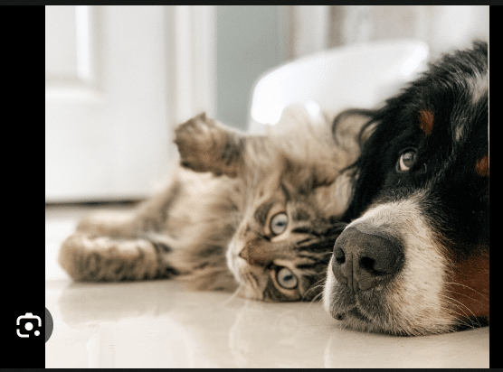 What Pet to Choose between Cat and Dog: See Reasons and Comparison. 