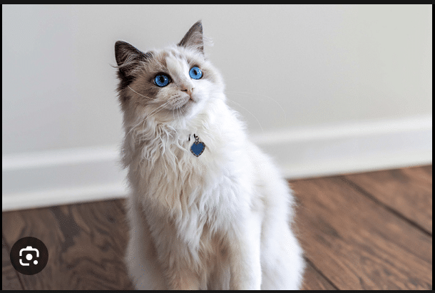 What Cat Breed is Best to get for my Child 
