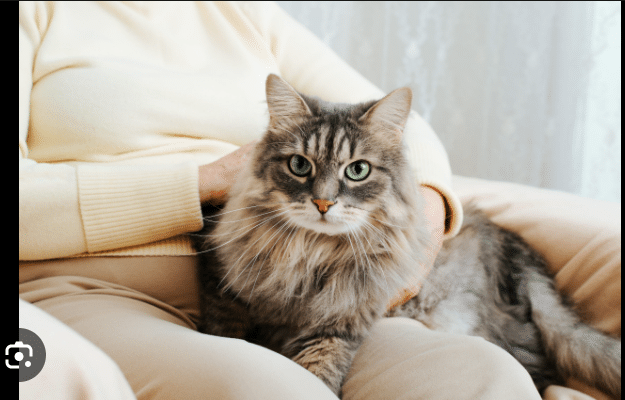 What Cat Breed is Best to Gift Someone
