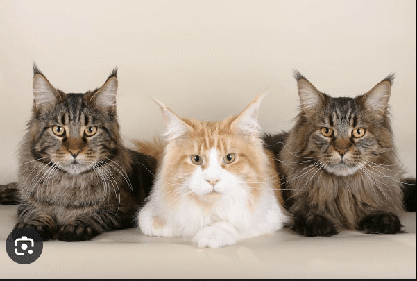What Cat Breed is Best to Gift Someone