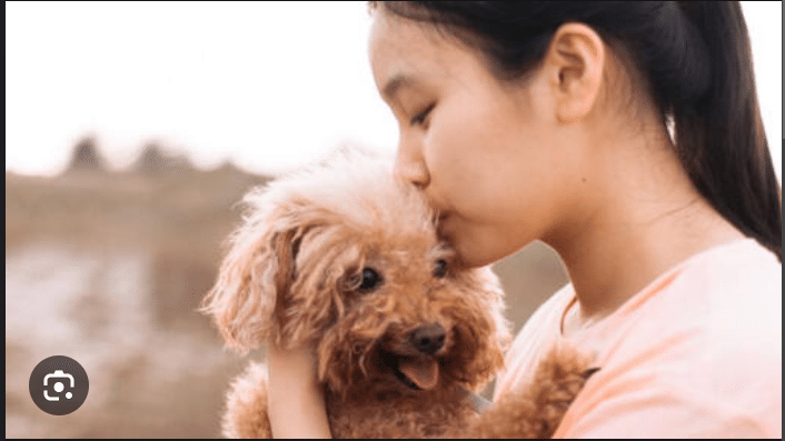 What Dog Breed is Best to Gift someone