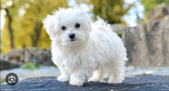 What Dog Breed is Best to Gift someone