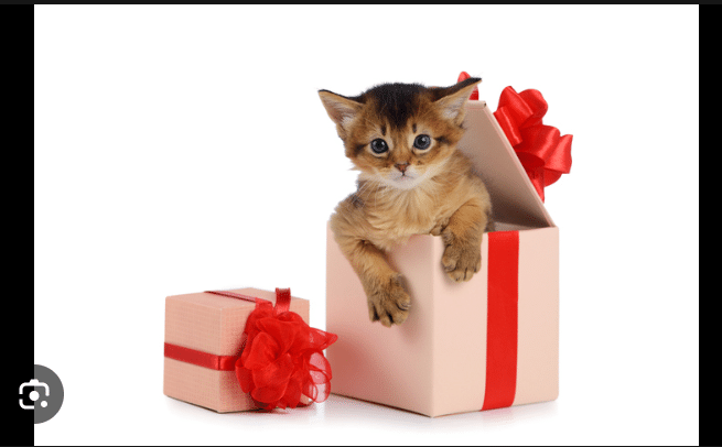 Can I Gift Someone a Pet like Dog or Cat?