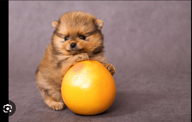 Can Dogs Eat Grapefruit? 