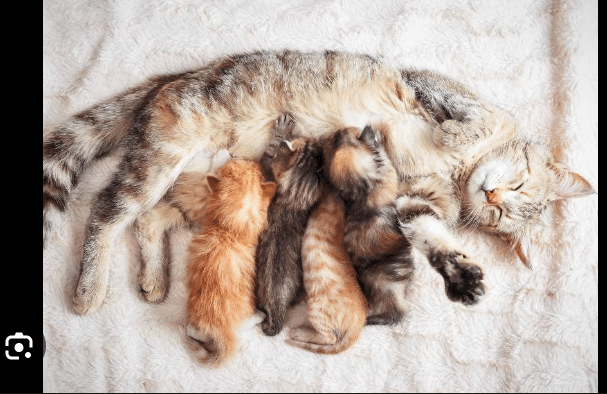 How to Know When a Cat is Pregnant: Symptoms Of Early Pregnancy in Cats