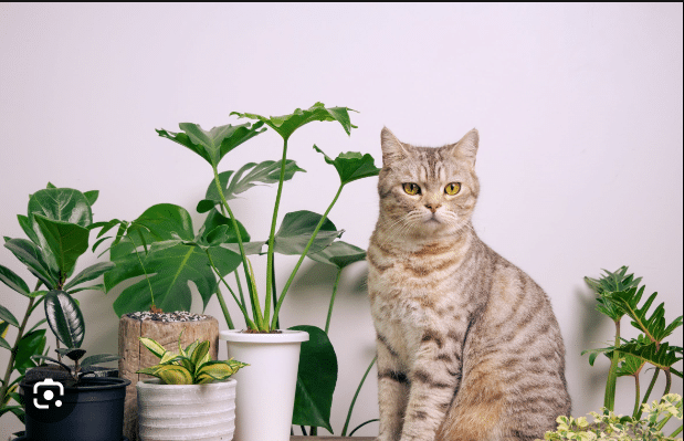 Are Monstera Toxic to Cats?