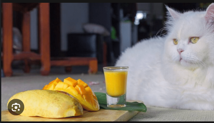Can Cats Eat Mango?