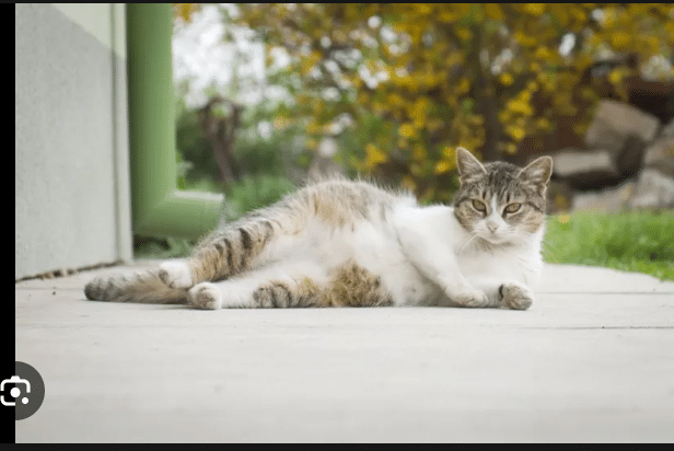How to Know When a Cat is Pregnant: Symptoms Of Early Pregnancy in Cats