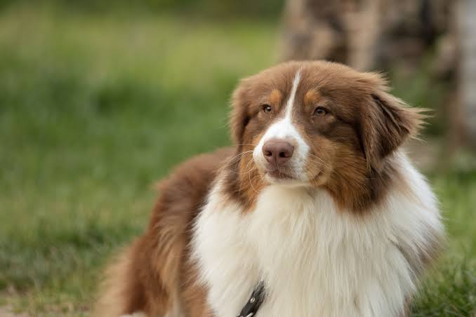 White and Brown Dog Breeds