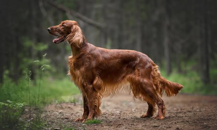 Irish Setter Red Dog Breed