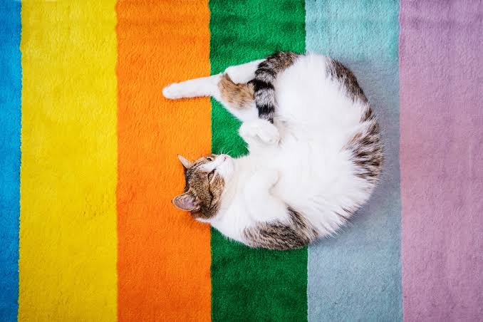 What Colors Can Cats See