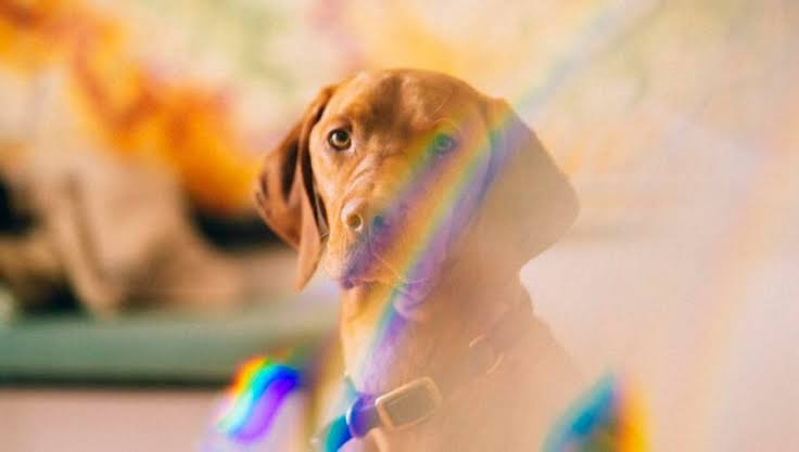 What Colors can Dogs See