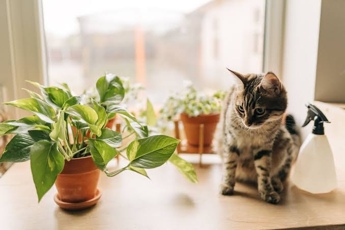Are Pothos Toxic to Cats?