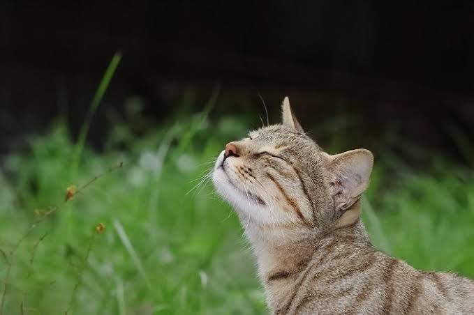 Is Lemongrass Safe for Cats?
