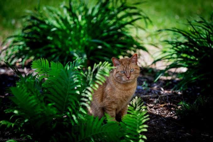 Are Ferns Toxic to Cats?