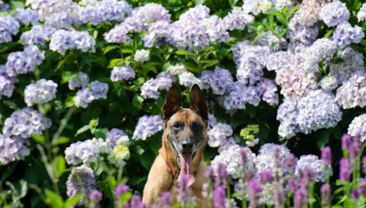 Are Hydrangeas Toxic to Dogs