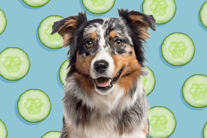 Can Dogs Eat Cucumber?