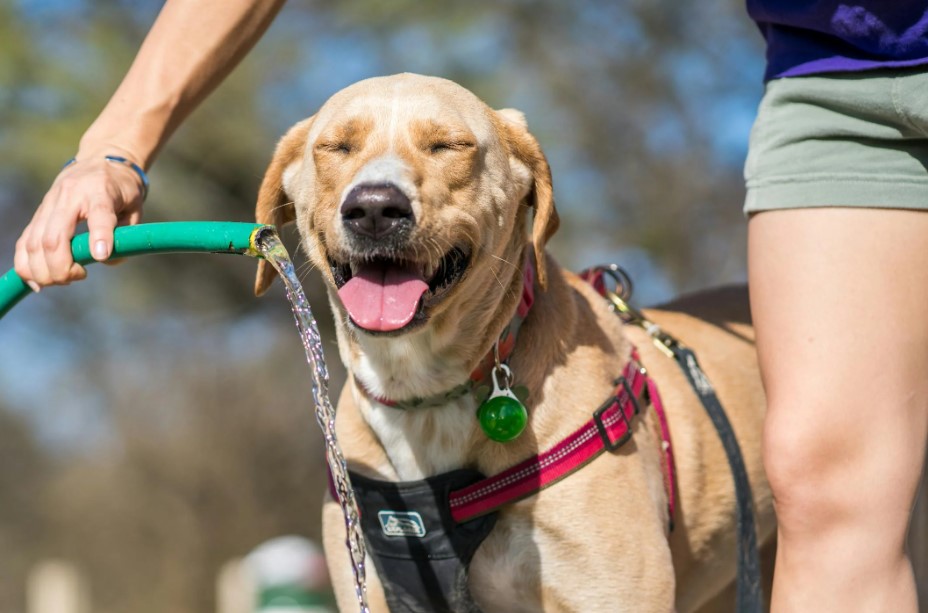 Keep your dog cool during hot weather